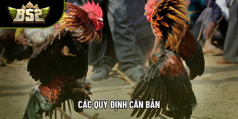 Các quy định căn bản